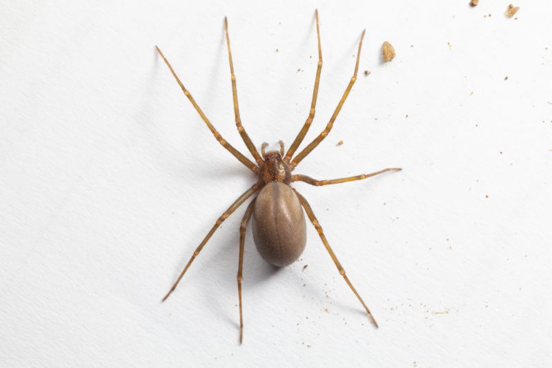 Brown Recluse Removal