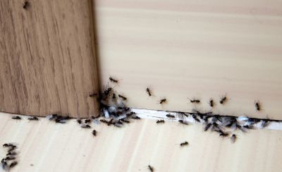 Carpenter Ant Extermination