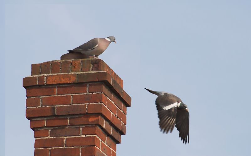 Chimney Birds Removal