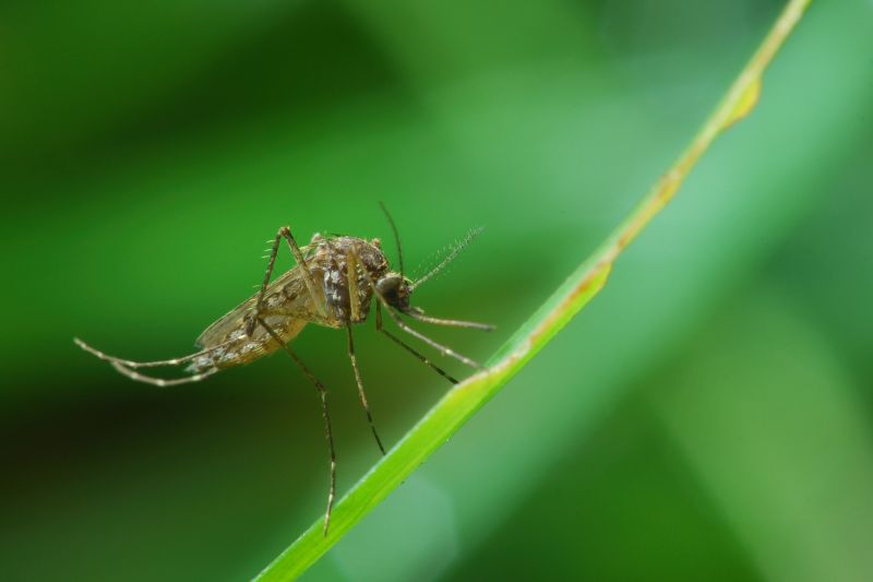 Fly And Mosquito Prevention Tips For Properties