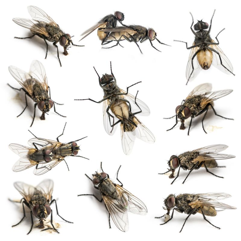 Fly Infestation Extermination