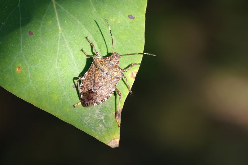 Health And Nuisance Issues Caused By Stinkbugs