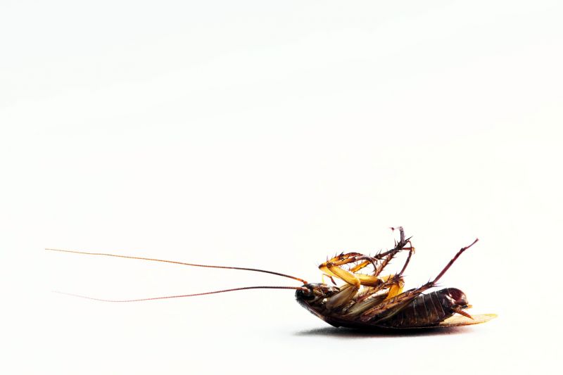 Health Risks Associated With Cockroaches Indoors