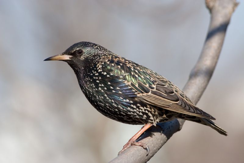 Starling Removal