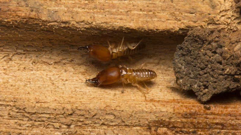 Termite Infestation Service