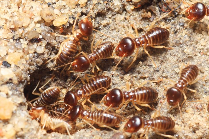 Termite Service