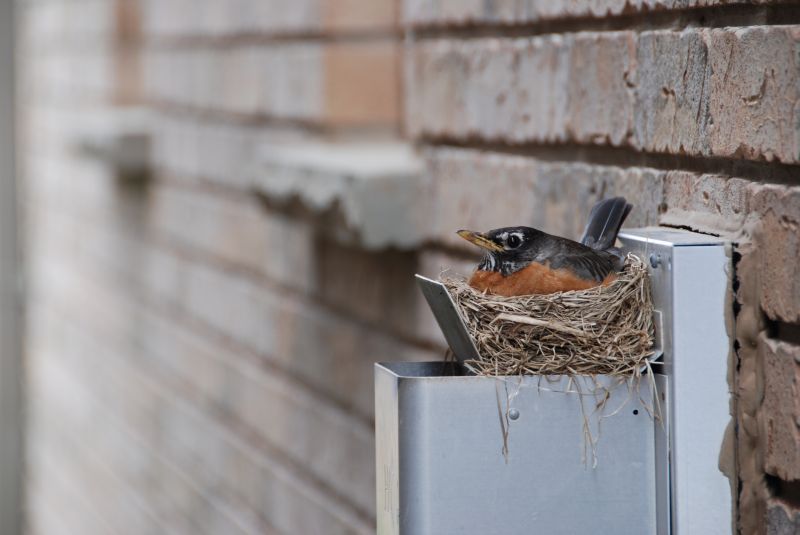 Vent Bird Removal