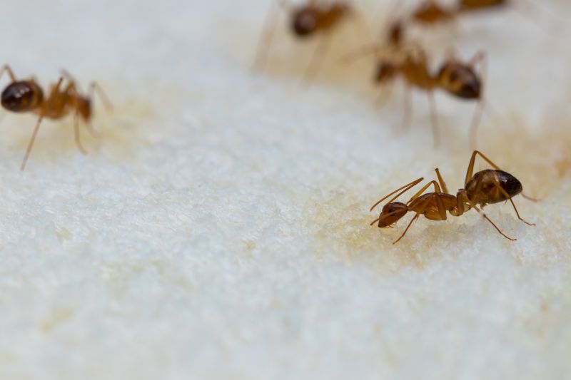 Why Ant Infestations Keep Returning Without Professional Treatment
