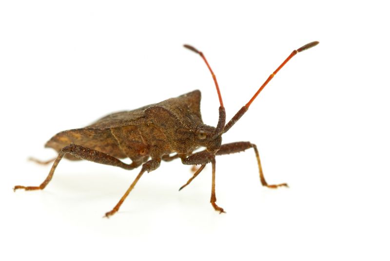 Why Professional Stinkbug Pest Control Is More Effective Than Diy Methods