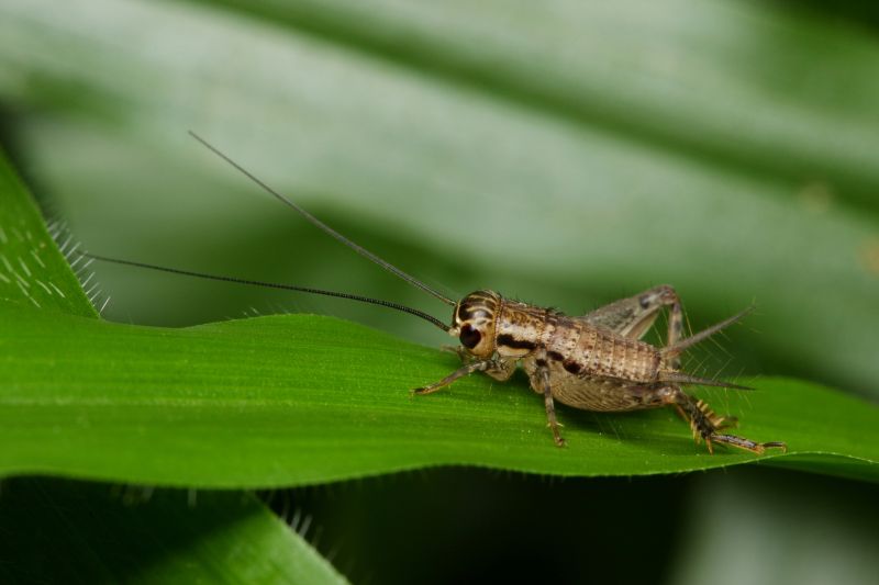 Why Spiders And Crickets Invade Residential Properties